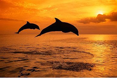 配备聚合游戏库！ROG Xbox Ally系列10月16日发售